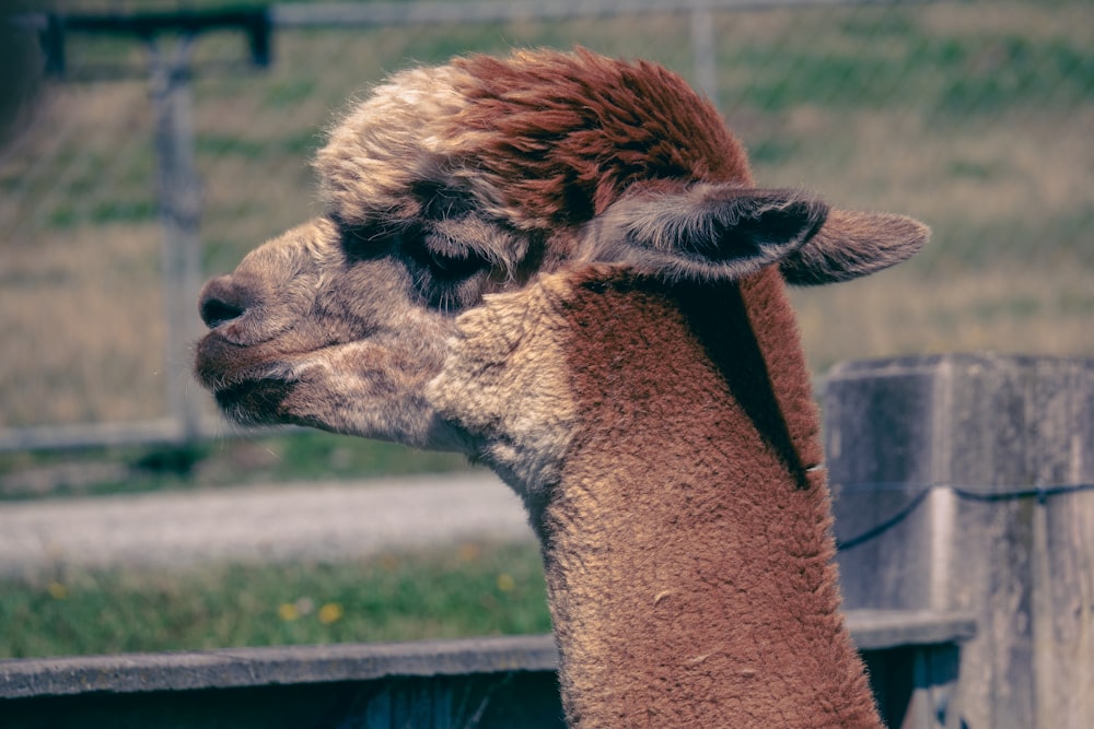 Nahaufnahme eines Lamas mit einem Zaun im Hintergrund