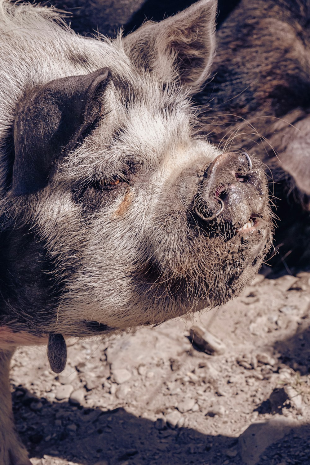 um close up de um porco em um chão de terra