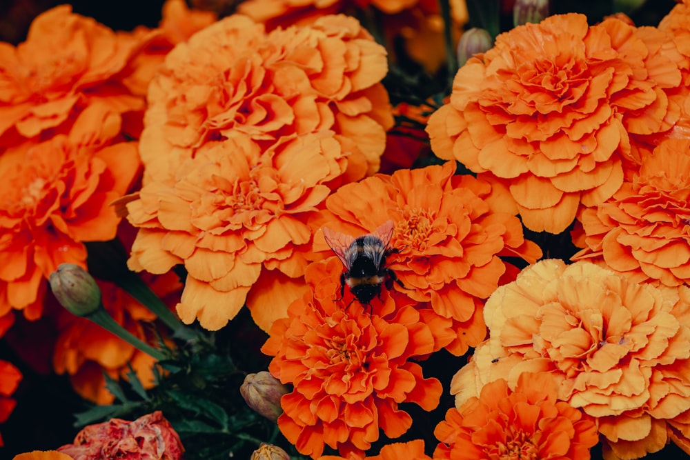 a bunch of orange flowers with a bee on them