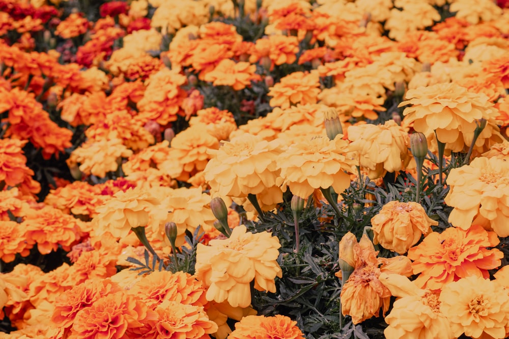 a field of orange and yellow flowers with green leaves