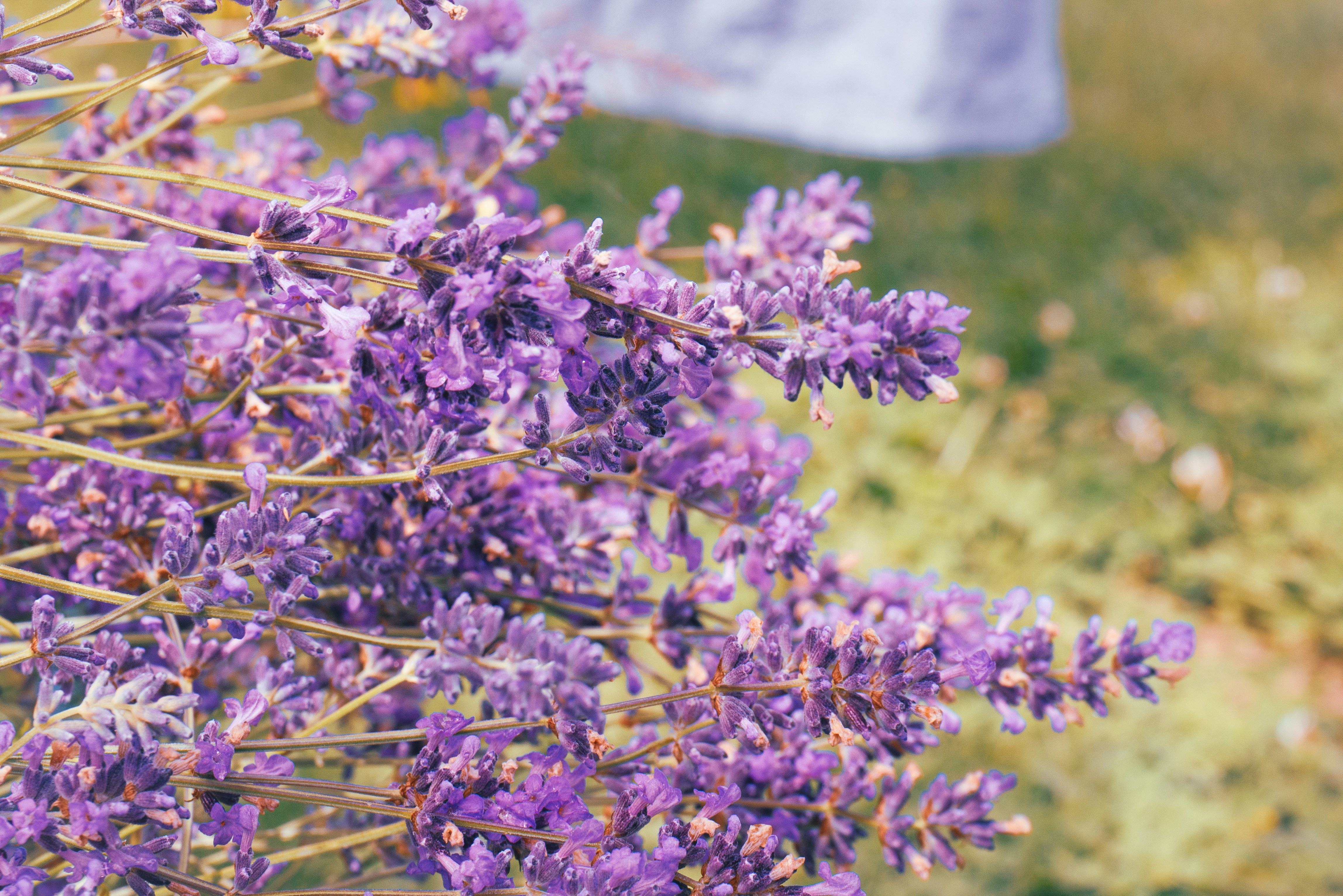un bouquet de fleurs violettes dans un champ