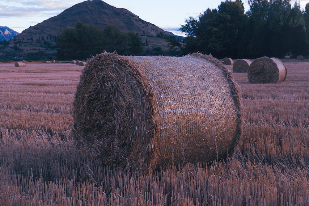 hay bales in a field with mountains in the background
