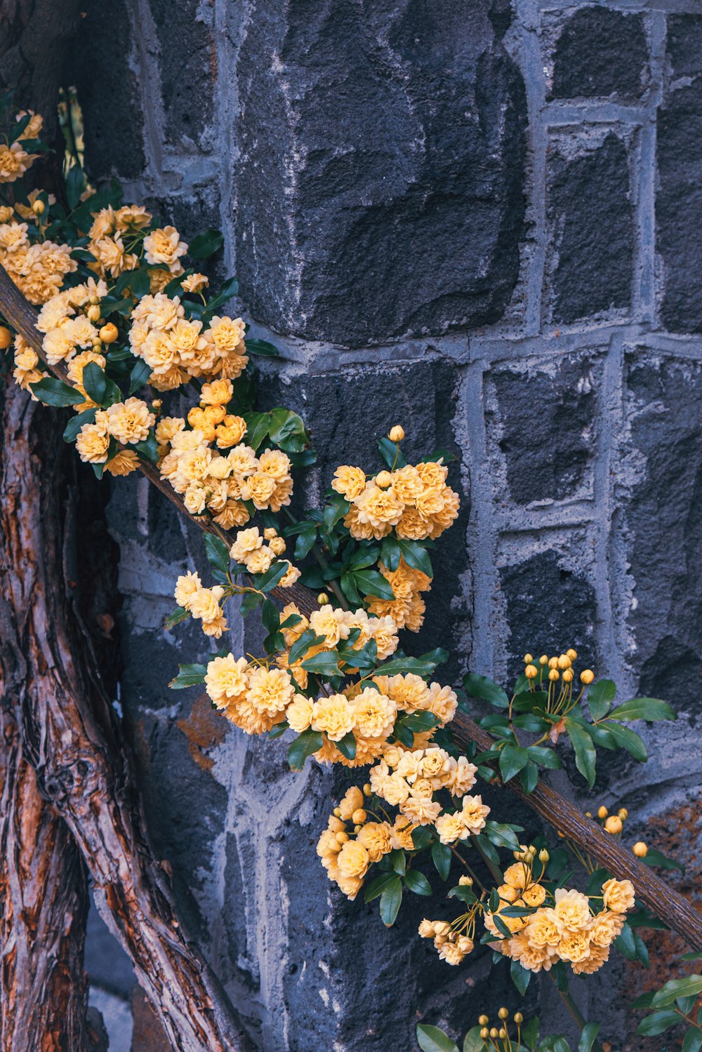yellow flowers growing on the side of a stone wall