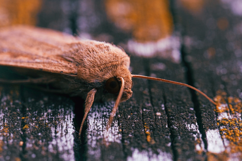 a close up of a moth on a wooden surface