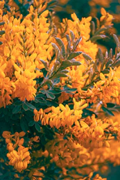 A bush of golden-yellow flowers with dark green leaves.
