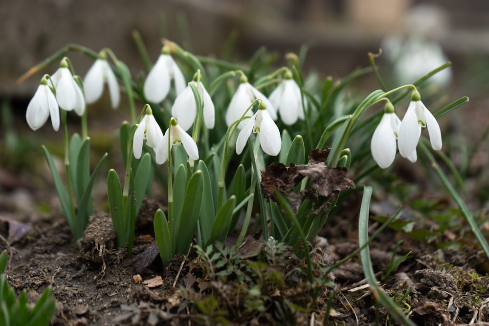 a group of white flowers growing out of the ground