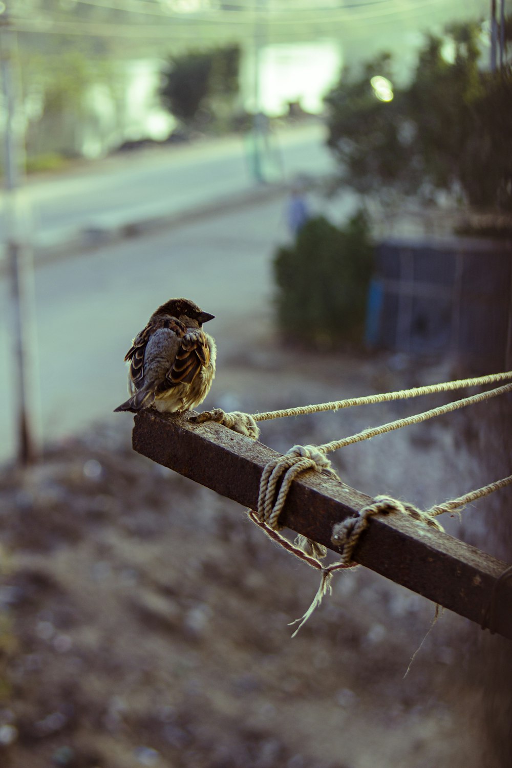 a small bird sitting on top of a wooden pole