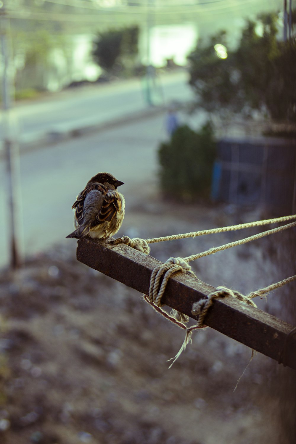 un pequeño pájaro sentado en la parte superior de un poste de madera