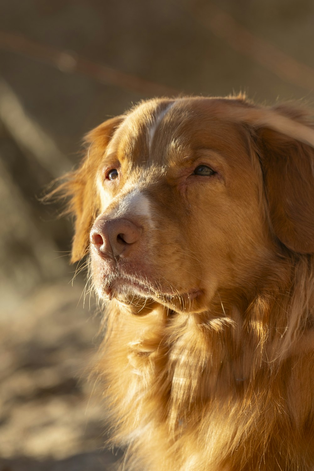 a close up of a dog with a blurry background