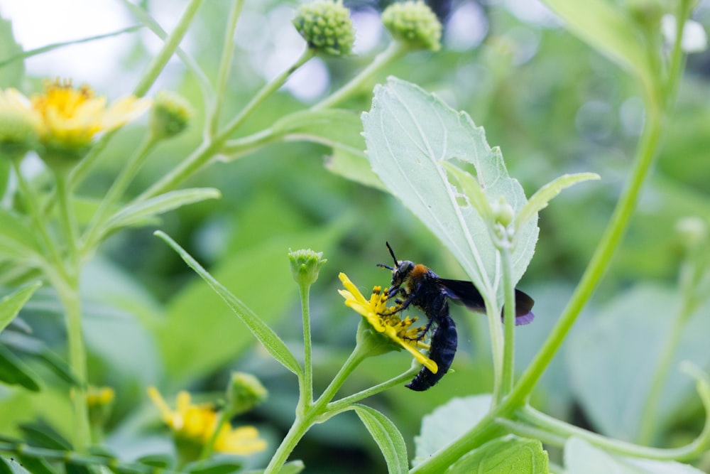 a bee sitting on a yellow flower in a field