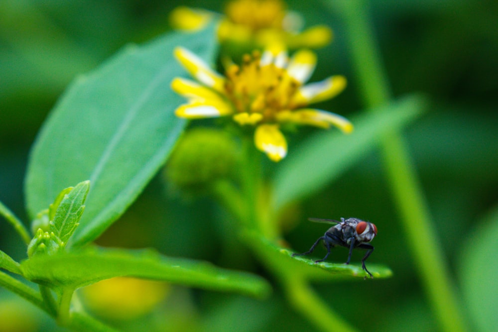 a fly sitting on top of a green leaf next to a yellow flower
