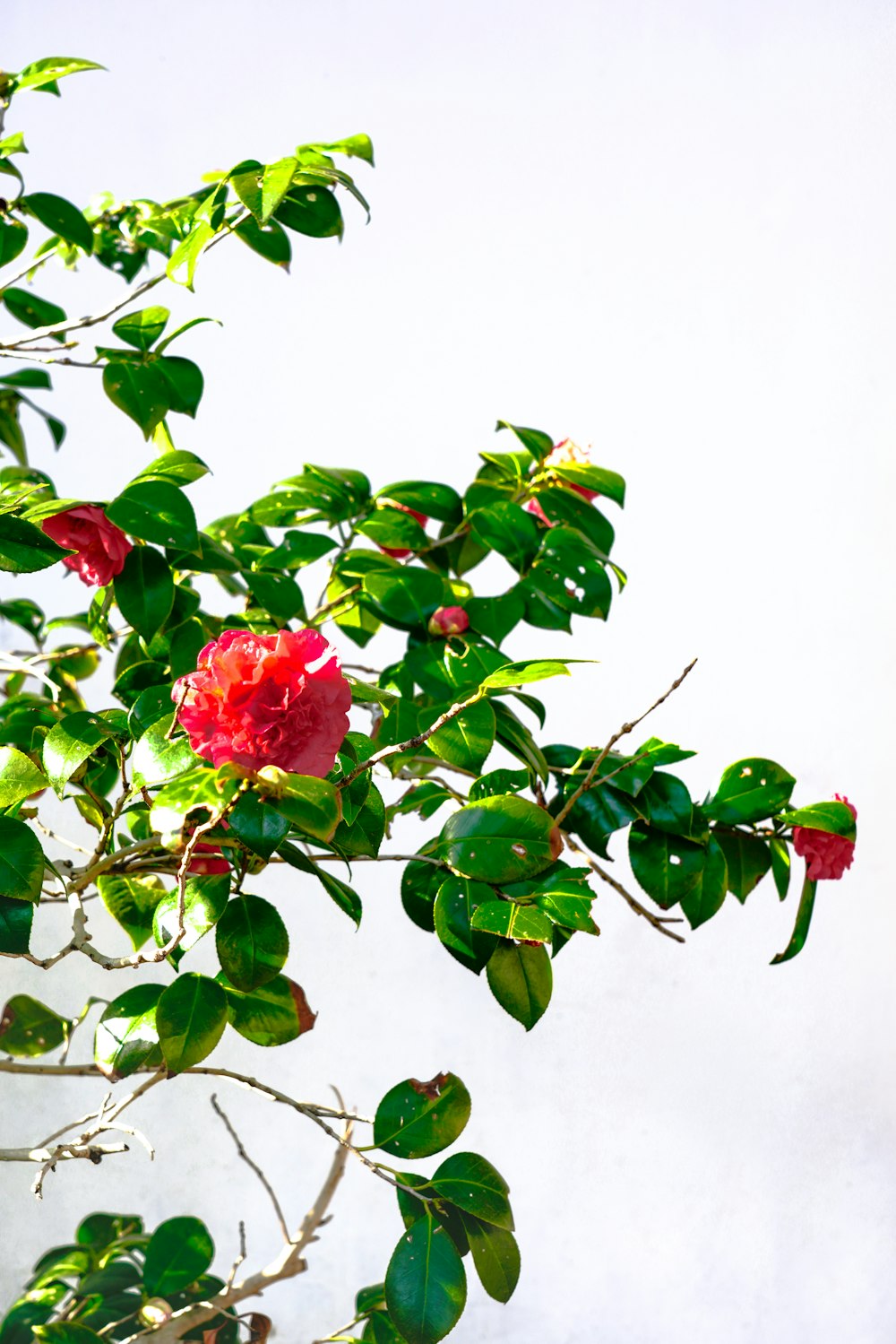 a tree with red flowers and green leaves