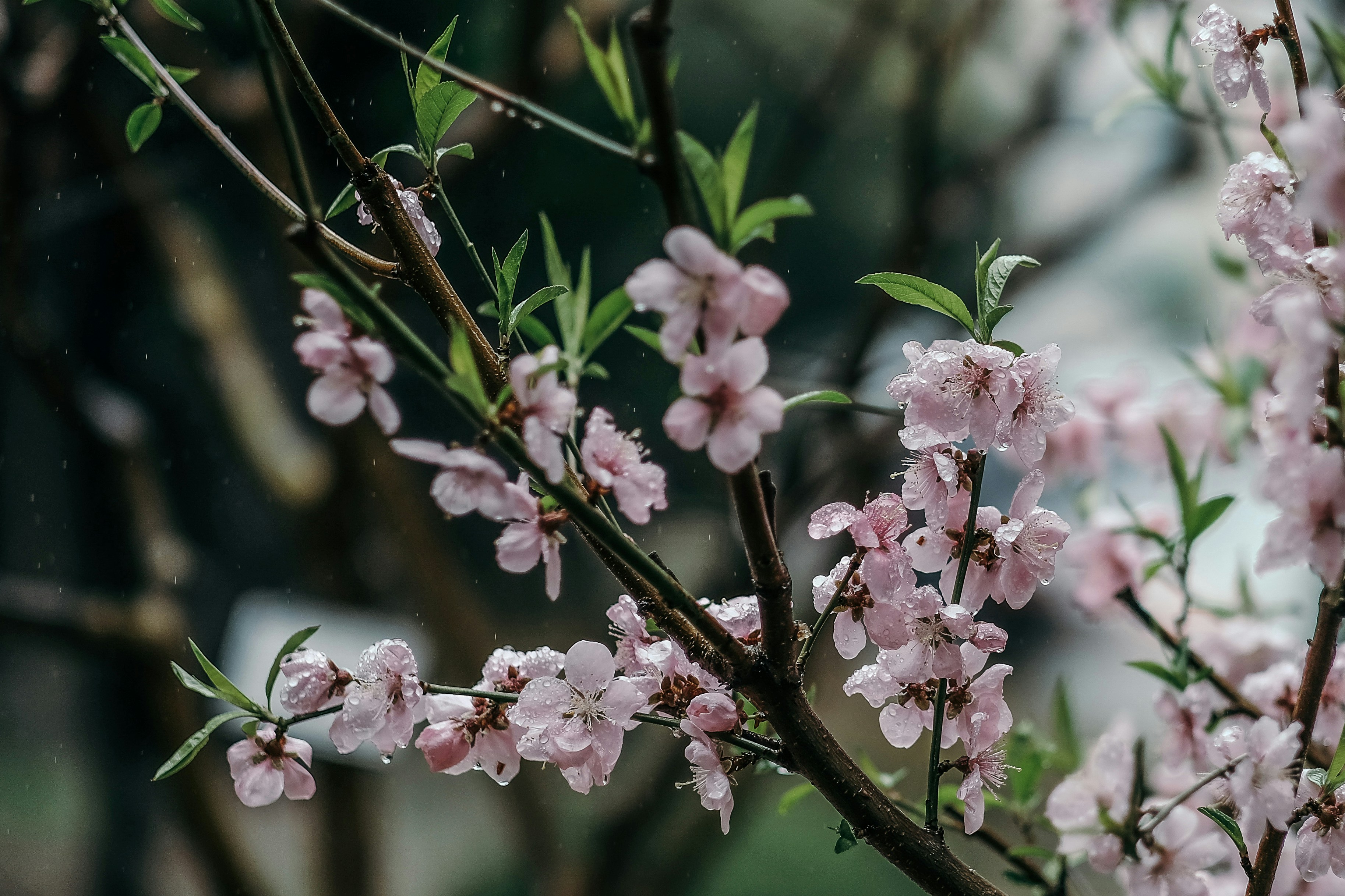 a close up of a tree with pink flowers