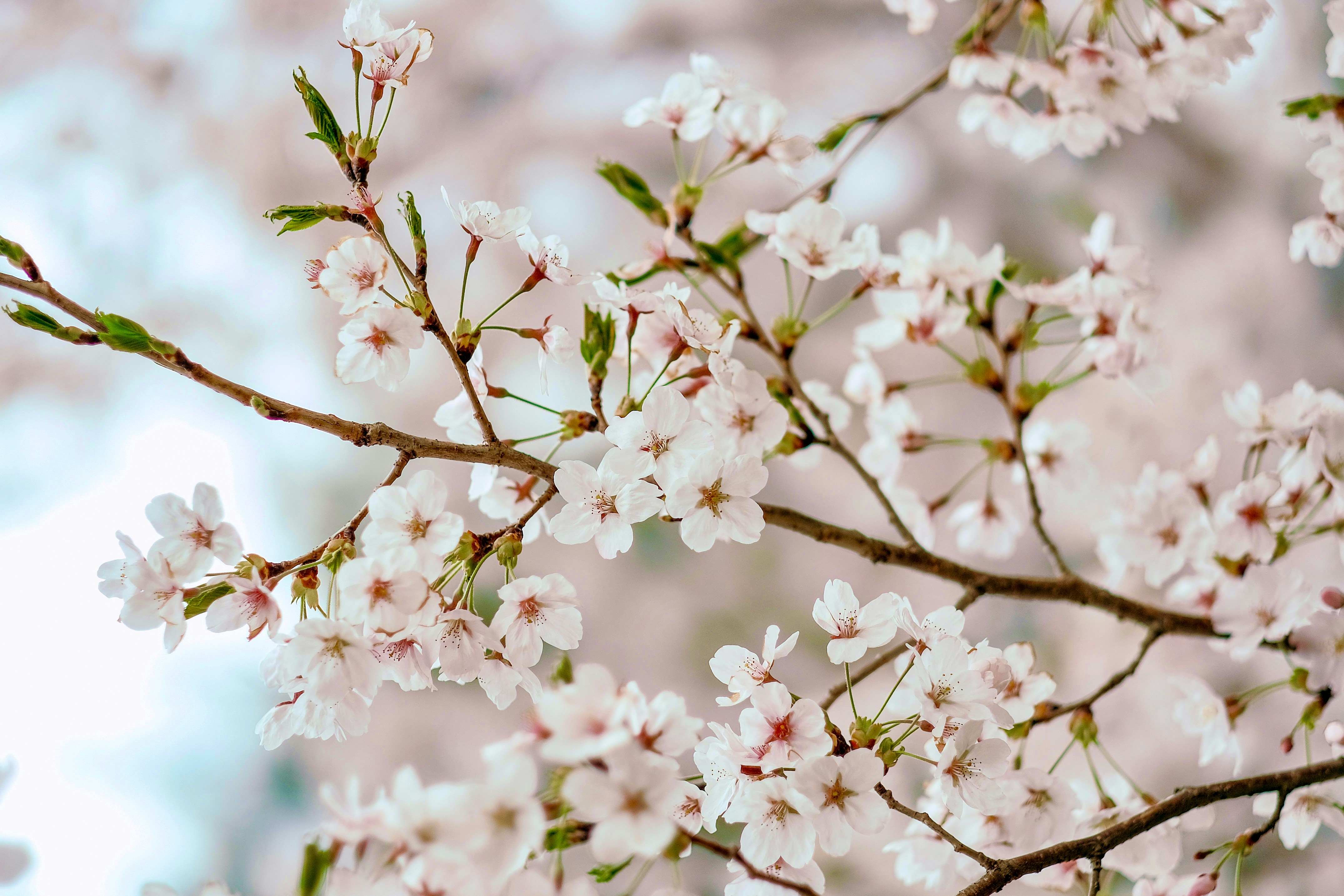 a close up of a tree with white flowers