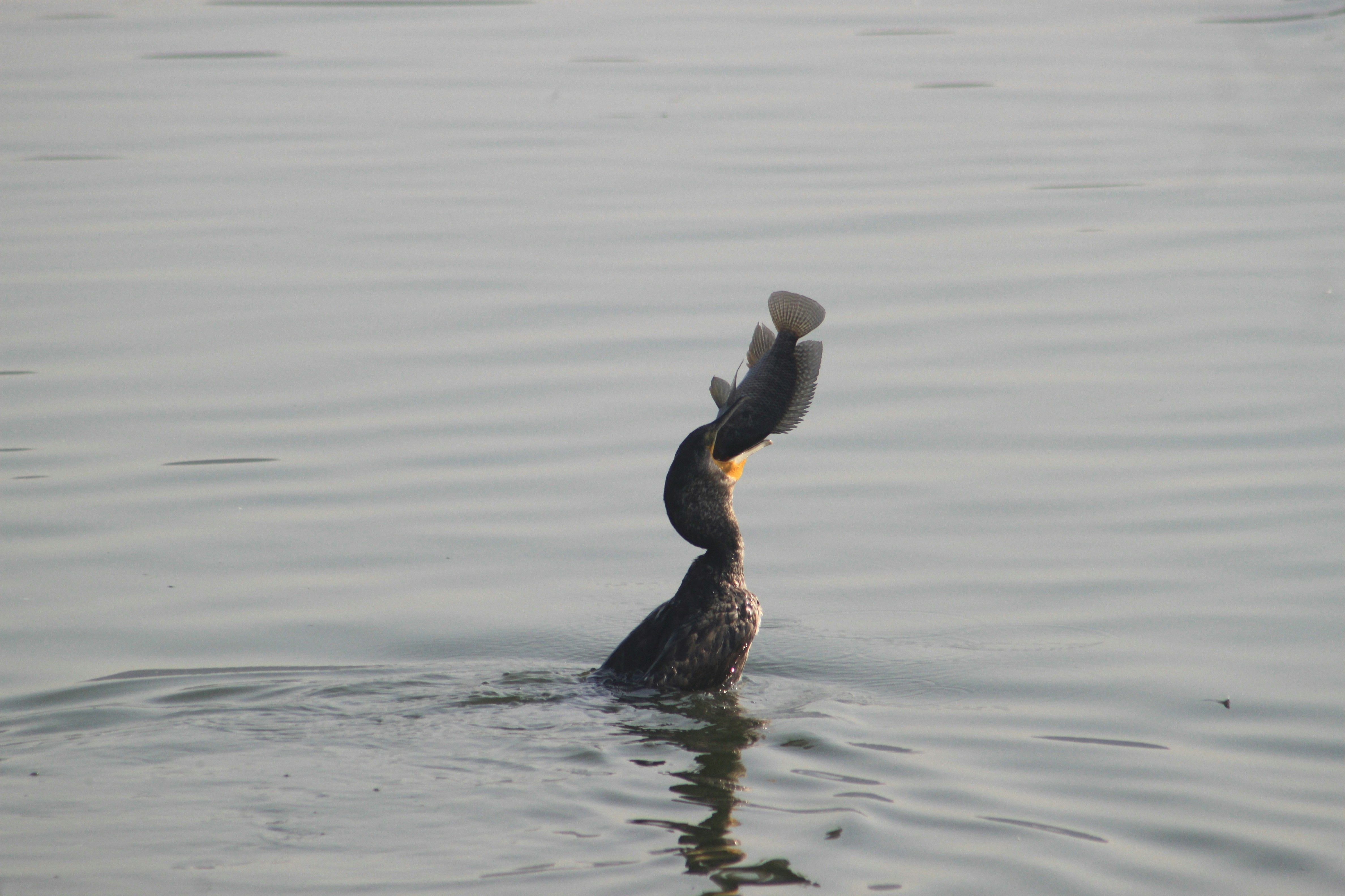 Photo by harikrishnan_r