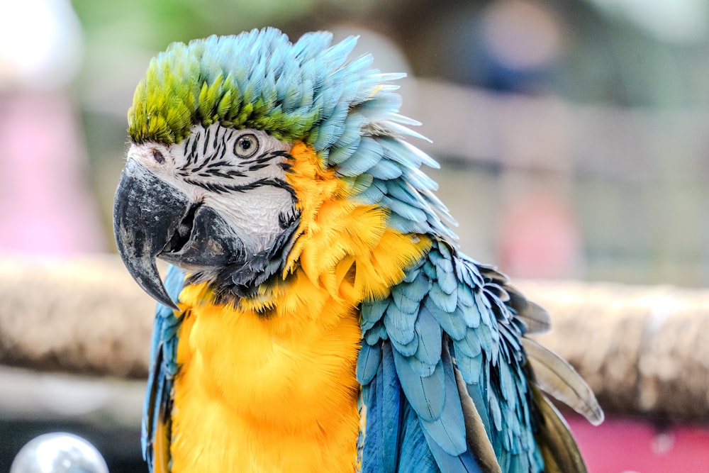 a close up of a colorful parrot on a perch