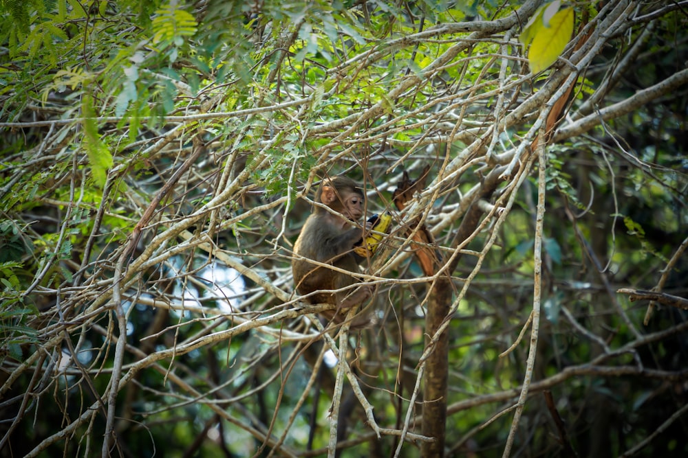 a monkey is sitting in a tree eating a banana