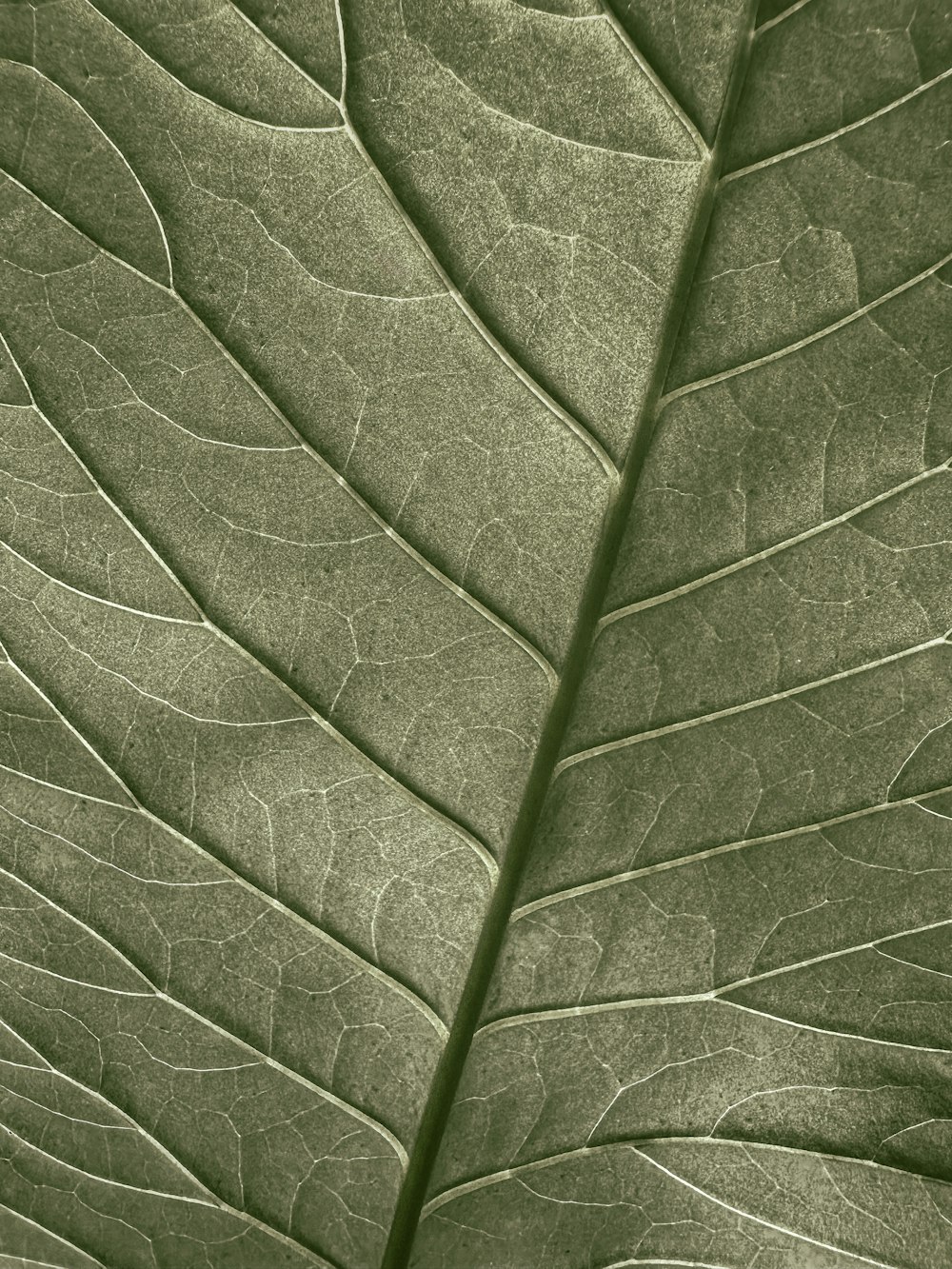 a close up view of a green leaf