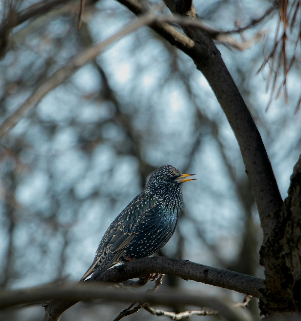 a bird sitting on a branch of a tree