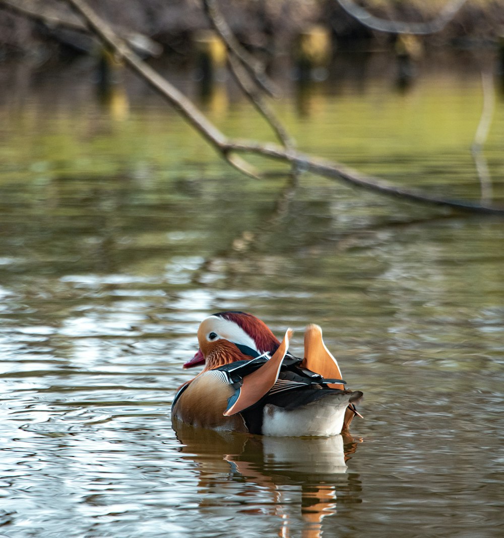 a couple of ducks floating on top of a lake