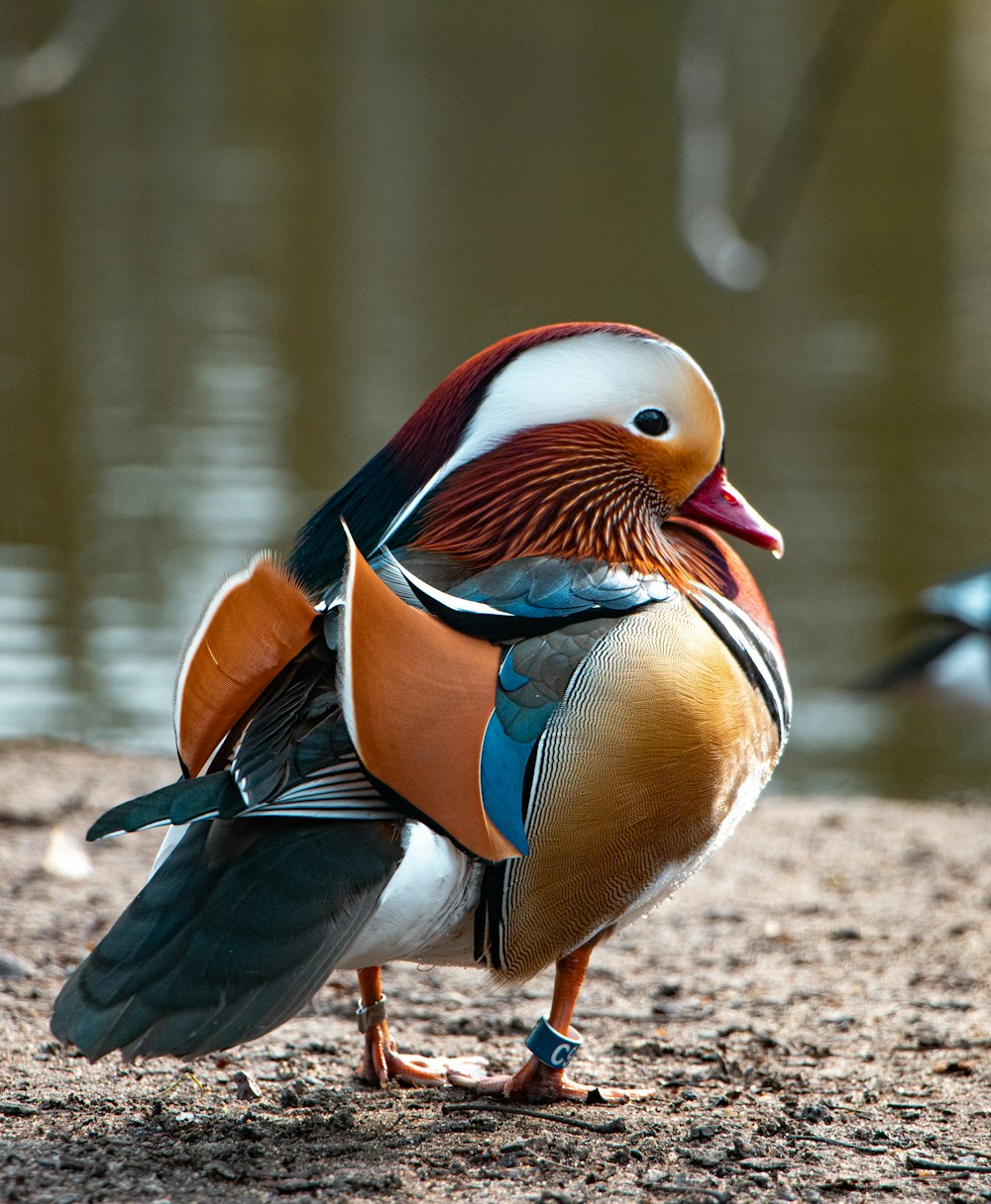 a colorful bird standing next to a body of water