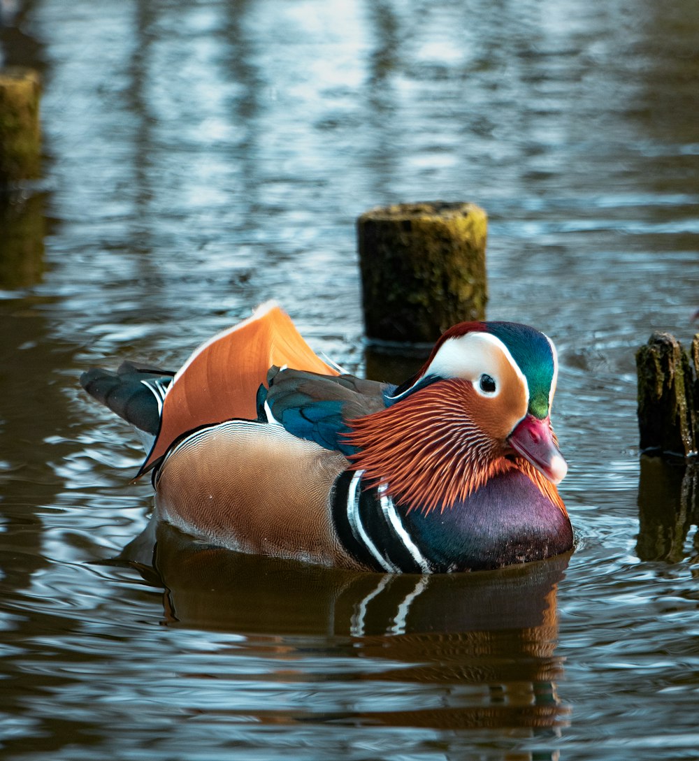 a colorful bird floating on top of a body of water