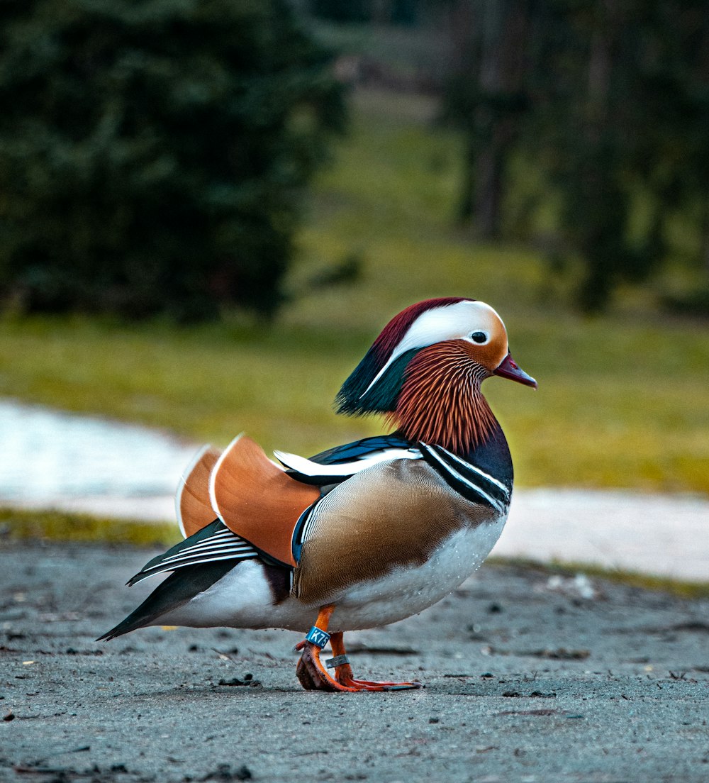 a colorful bird standing on top of a gravel road