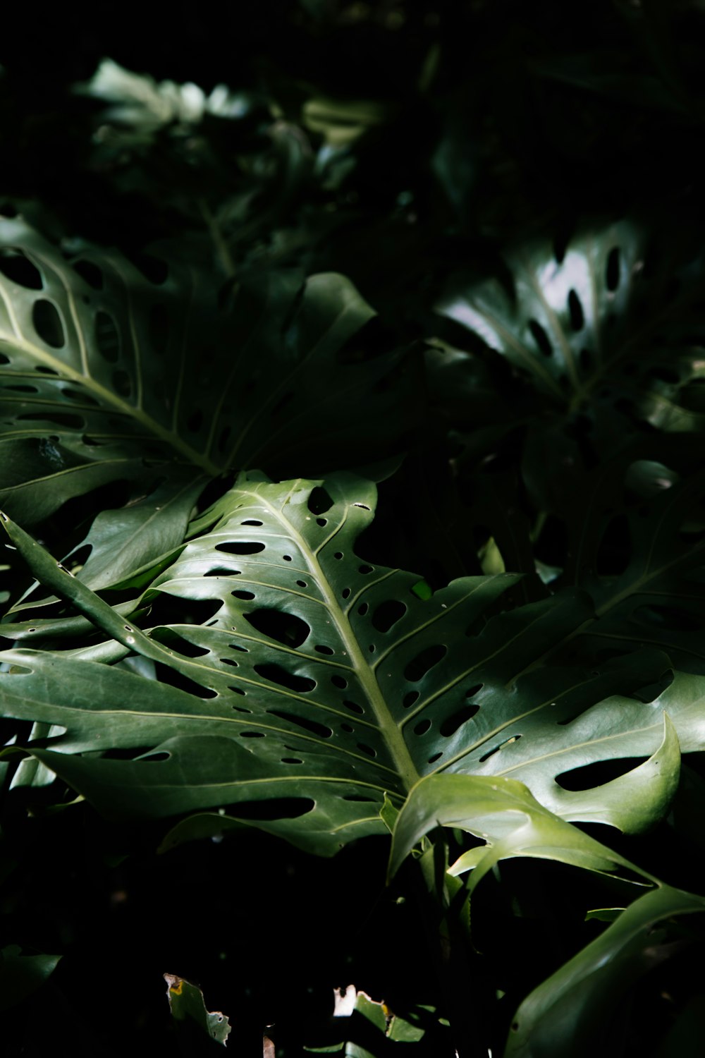 a close up of a large green leaf