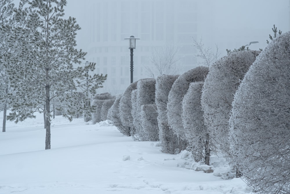 a row of trees covered in snow next to a street light