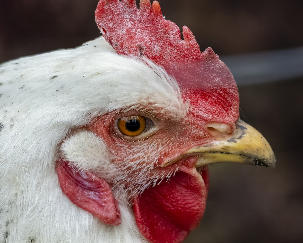 gros plan d’un poulet avec une crête rouge