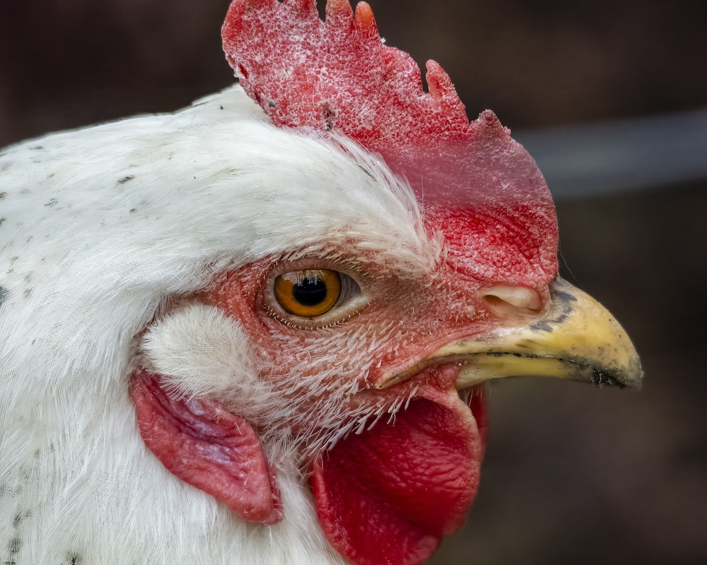 a close up of a chicken with a red comb