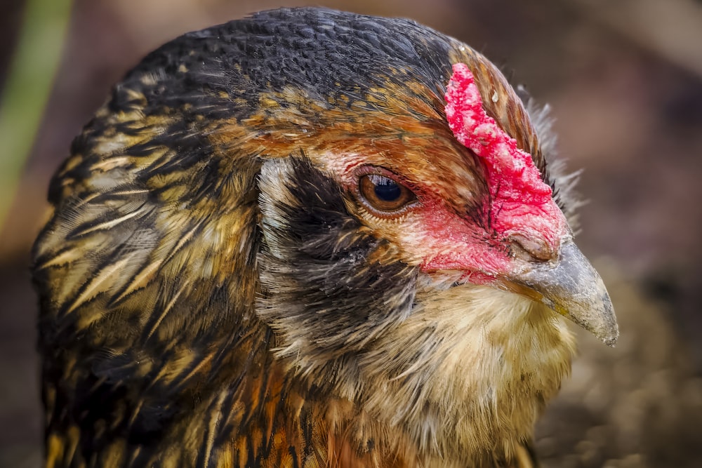 a close up of a chicken with a red spot on it's head