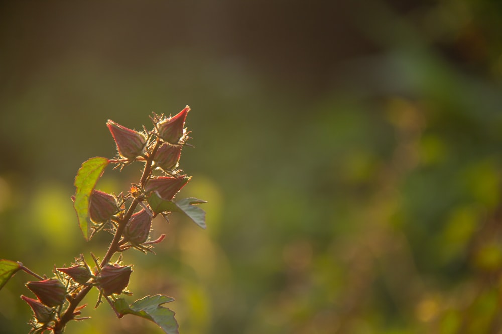 a close up of a plant with a blurry background