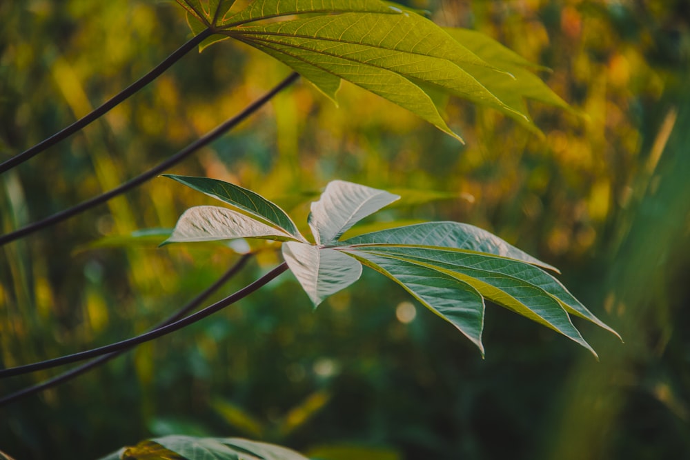 a close up of a leaf on a tree