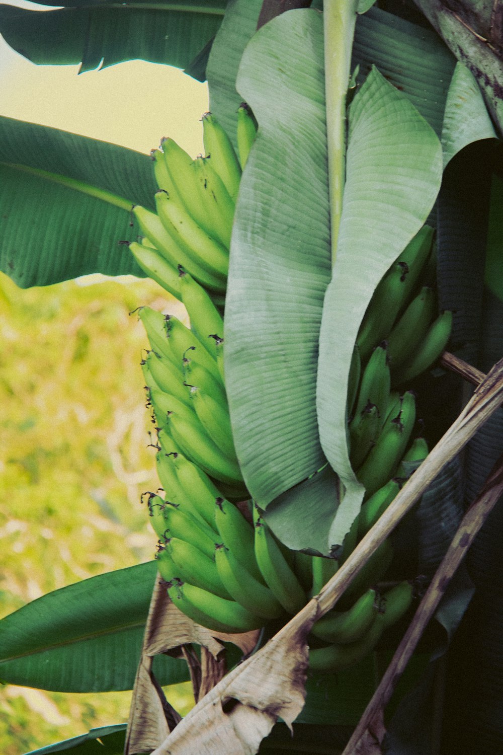 a bunch of green bananas hanging from a tree