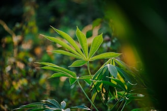 a close up of a green plant with leaves