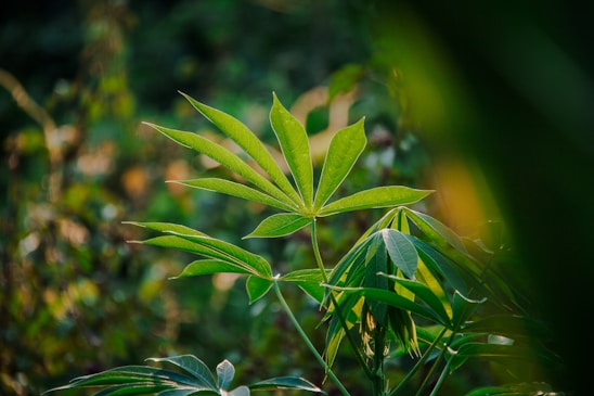 a close up of a green plant with leaves