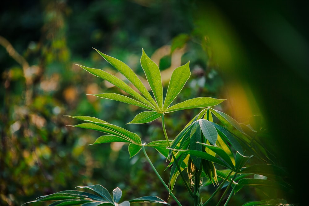 a close up of a green plant with leaves