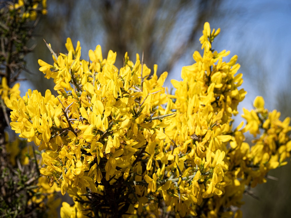 a close up of a bush with yellow flowers