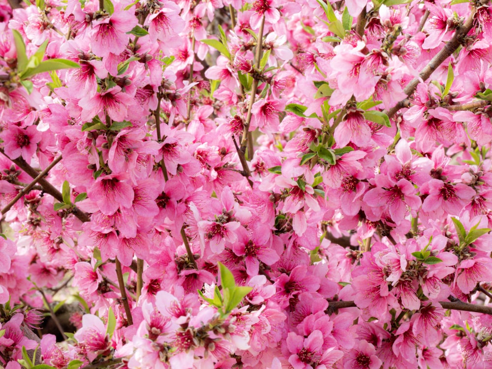 a close up of pink flowers on a tree