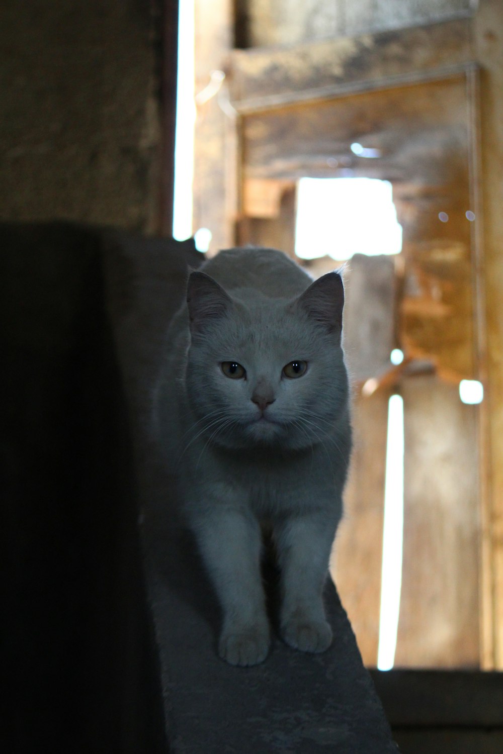 a white cat sitting on top of a stone wall