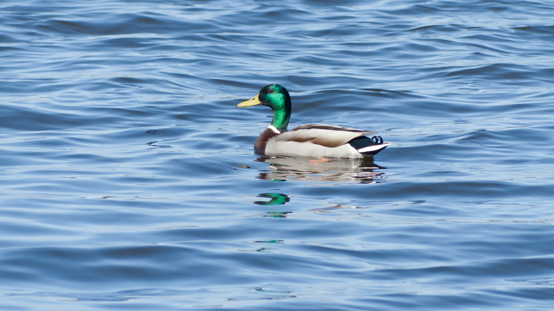 a duck floating on top of a body of water