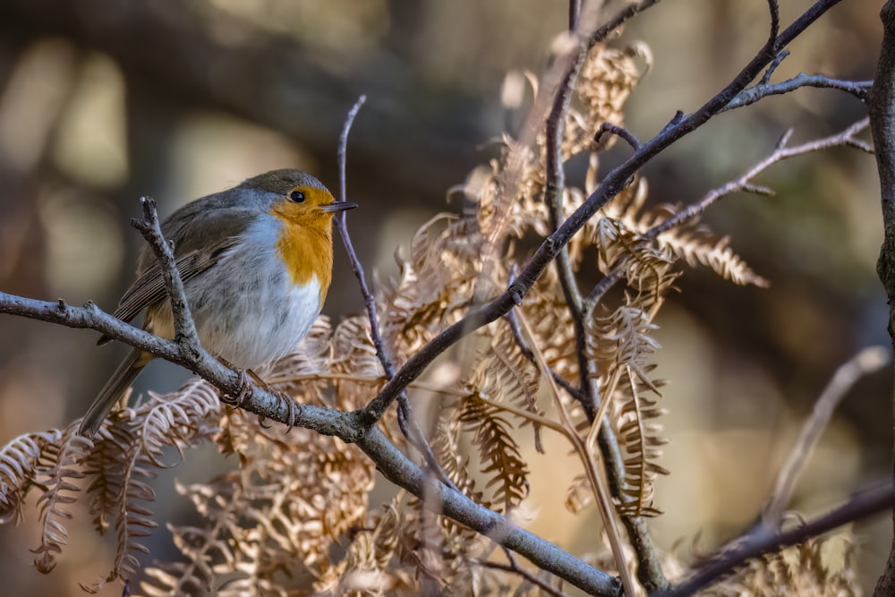 un pequeño pájaro posado en lo alto de la rama de un árbol