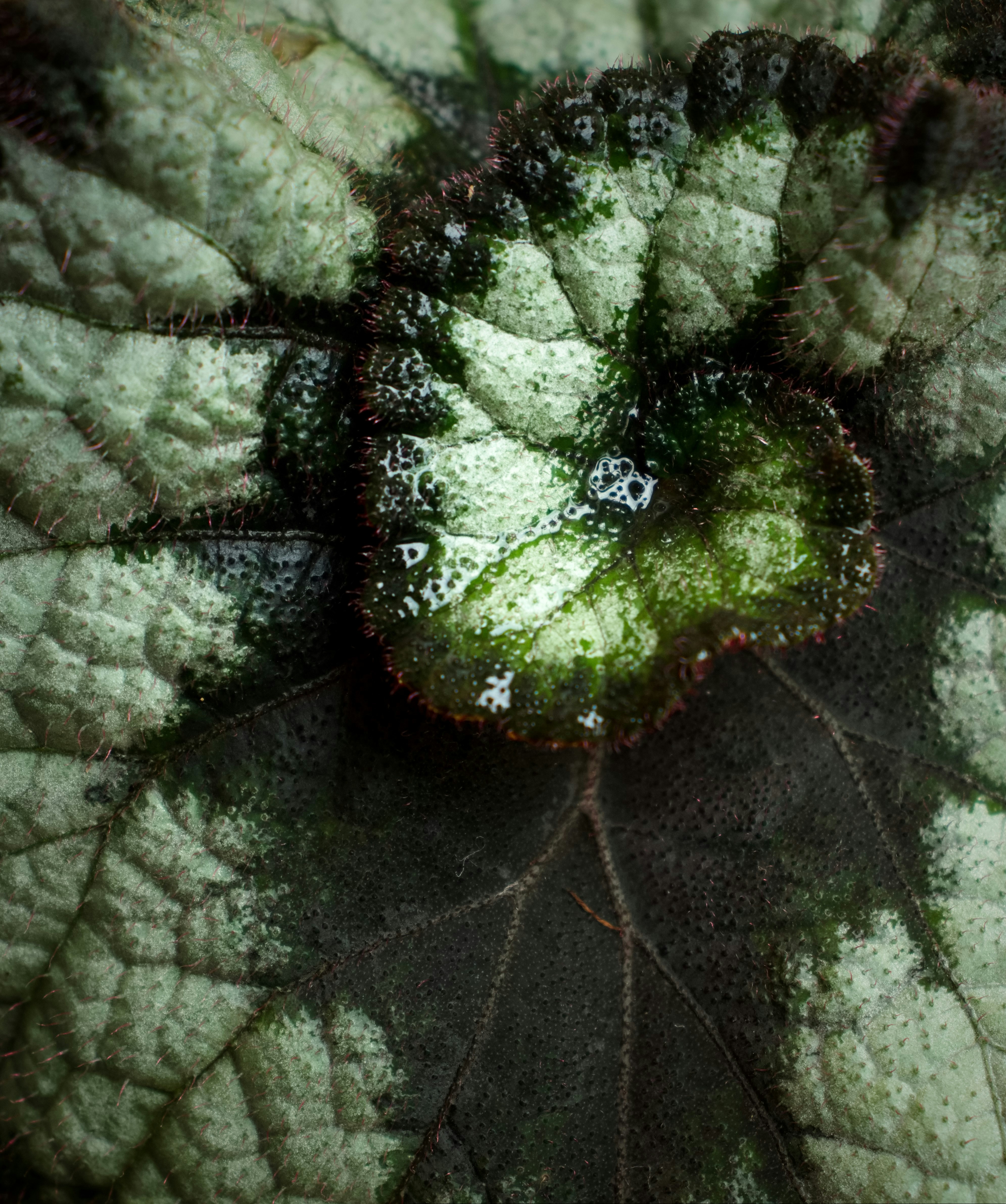 a close up of a leaf with green and black spots
