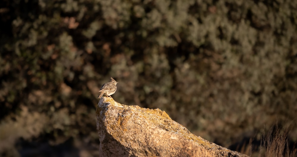 a small bird sitting on top of a rock