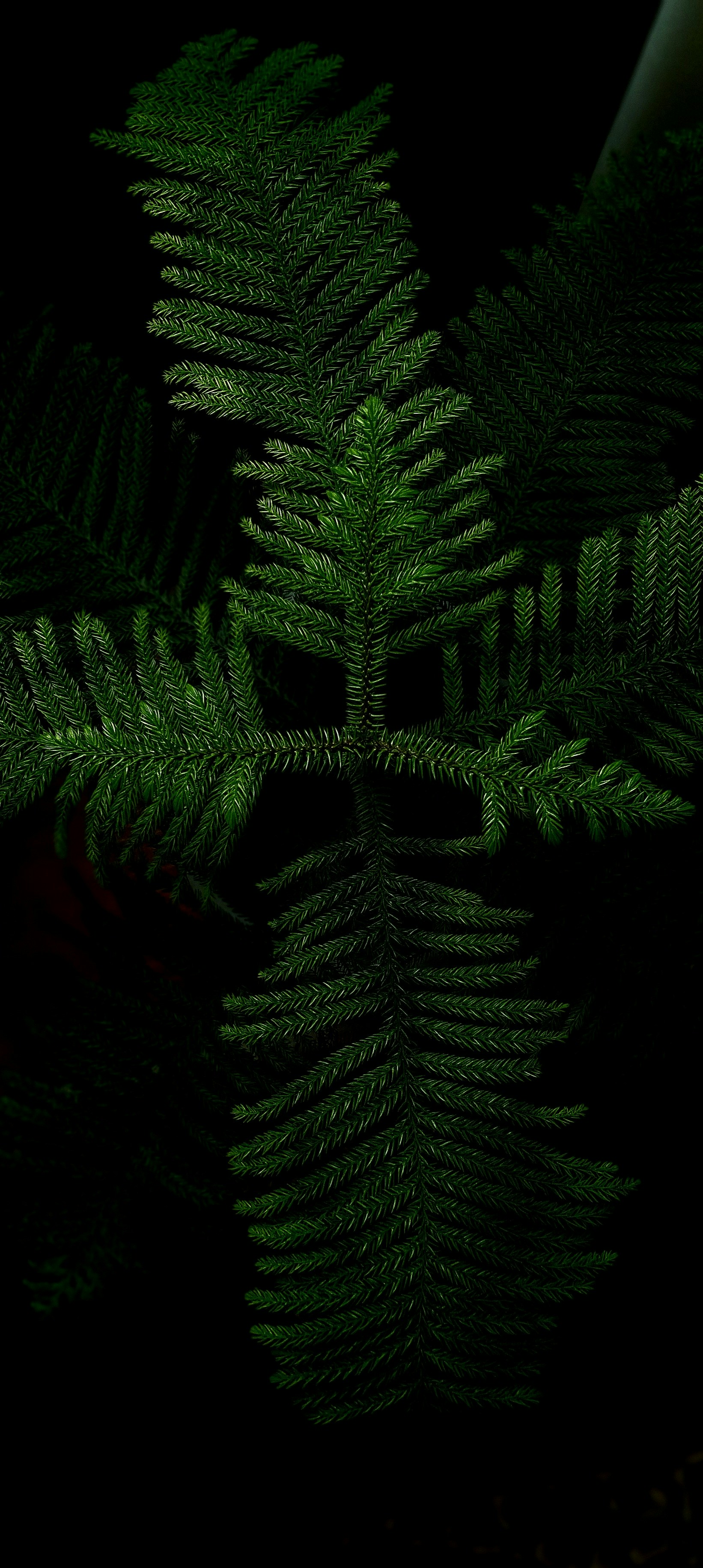 a close up of a plant with green leaves