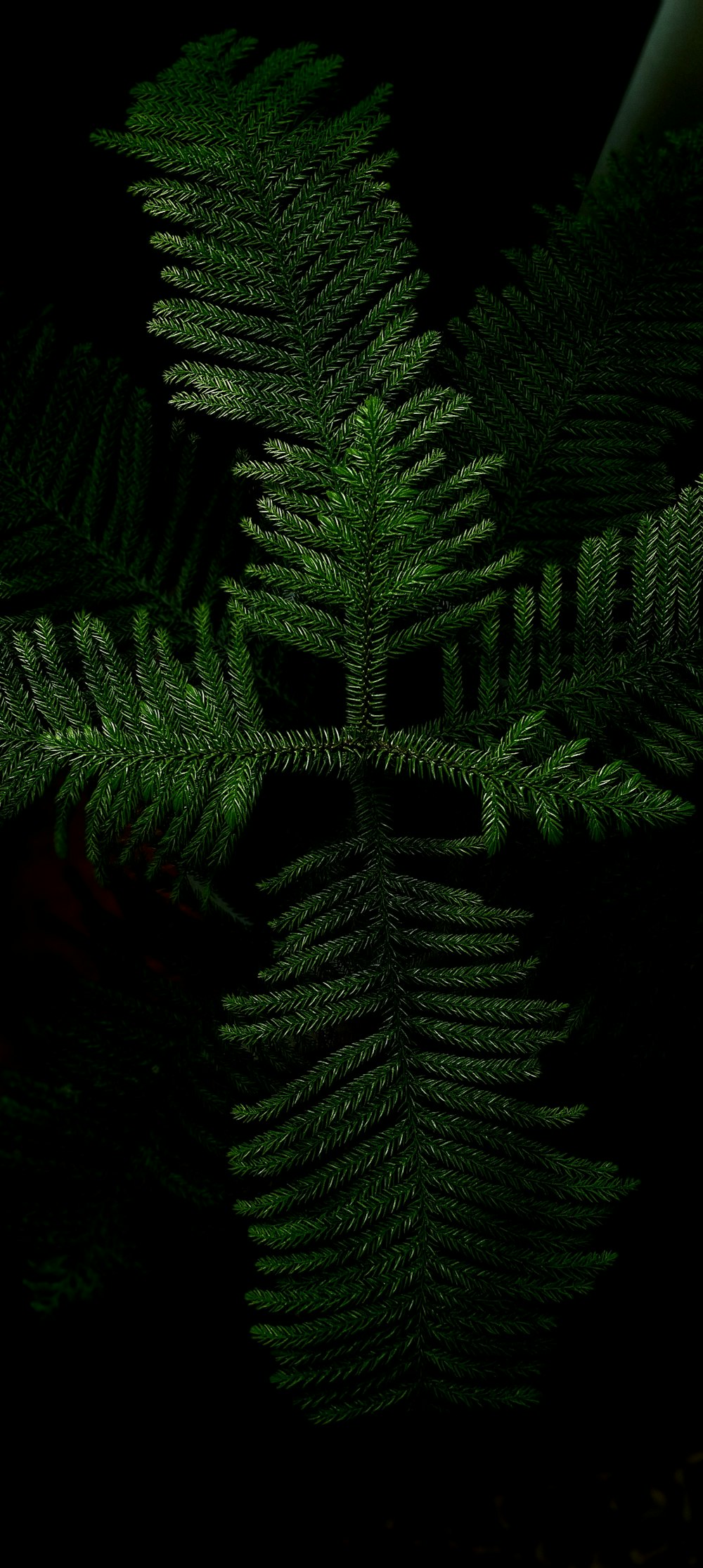 a close up of a plant with green leaves