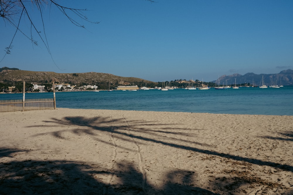 a shadow of a palm tree on a beach