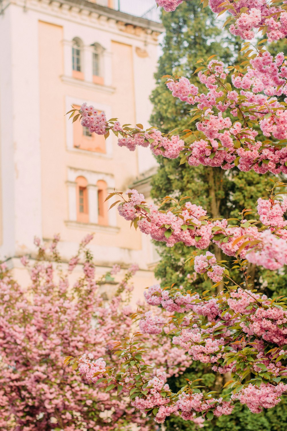 a pink flowering tree in front of a building