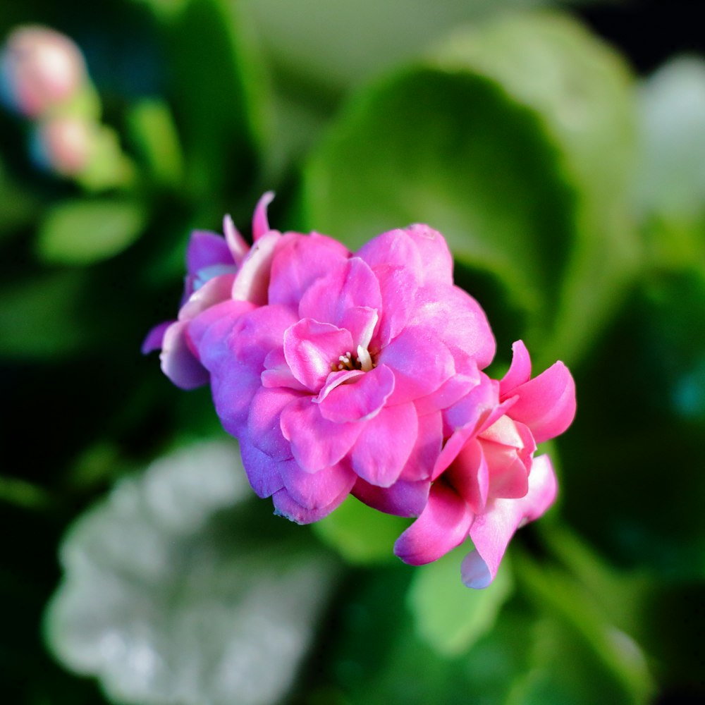 a pink flower with green leaves in the background